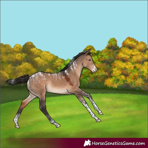 Horse Color:Powder White Brown Dun Rabicano 