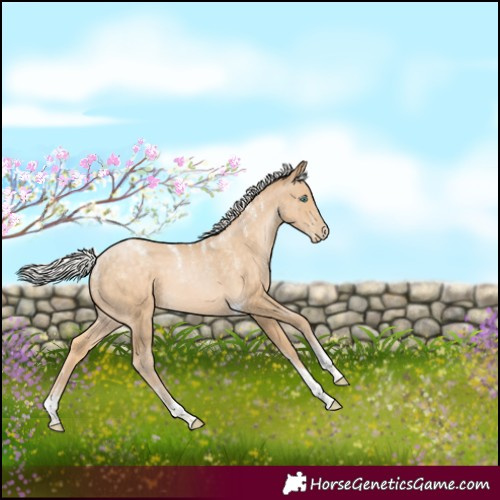 Horse Color:Powder White Silver Buckskin Pearl Tobiano 