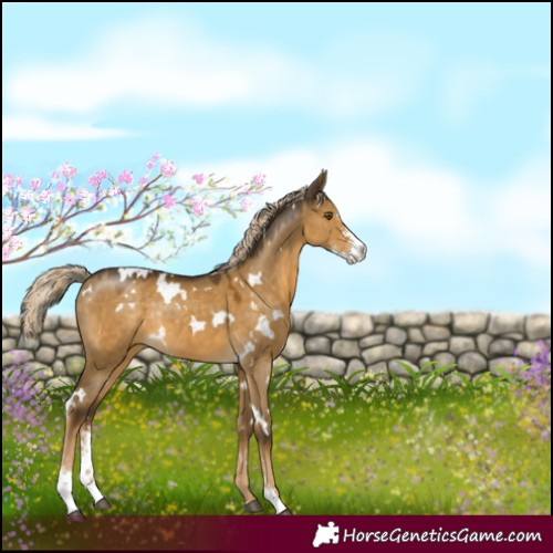 Horse Color:White Spotted Chocolate Palomino Dun Mushroom Sabino Rabicano 