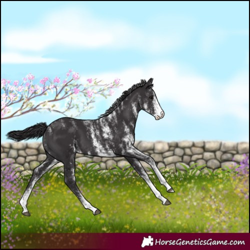 Horse Color:Powder White White Spotted Smoky Black 