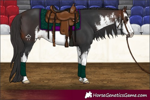 Horse Color:White Spotted Brown 