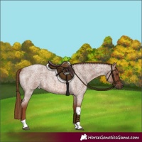 Horse Color:Red Roan Tobiano 