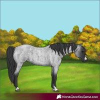 Horse Color:Unknown 