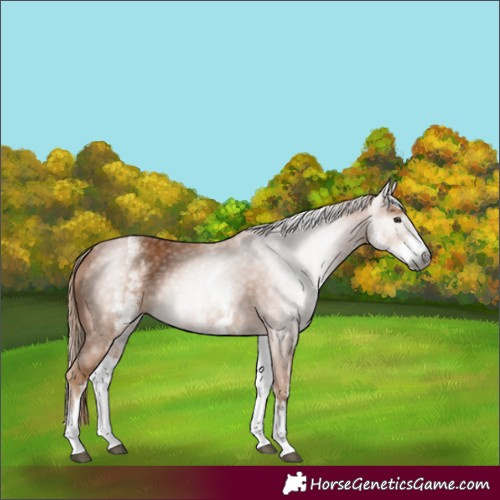Horse Color:Gray White Spotted Chestnut 