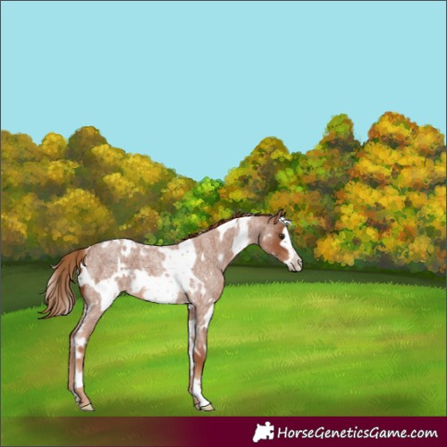 Horse Color:White Spotted Red Roan Frame 