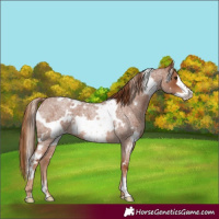 Horse Color:White Spotted Red Roan Frame