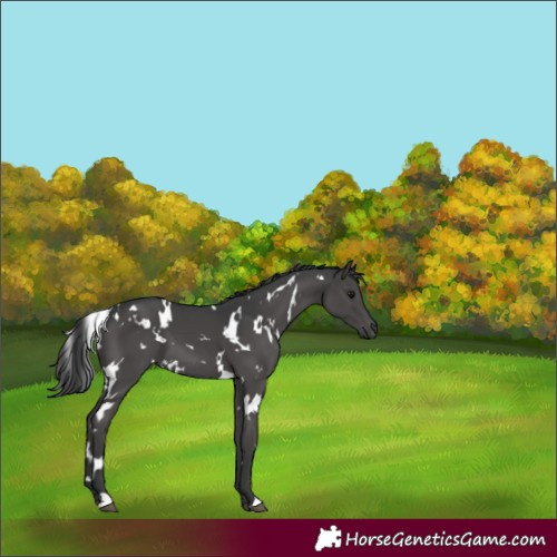 Horse Color:White Spotted Black