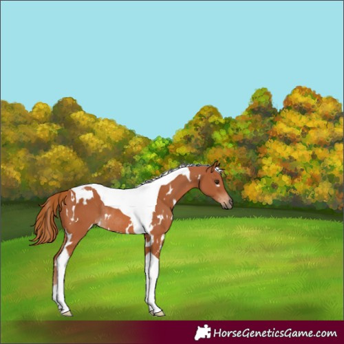 Horse Color:White Spotted Chestnut Tobiano Rabicano 