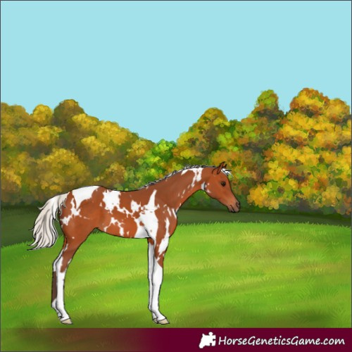 Horse Color:White Spotted Silver Bay Tobiano 