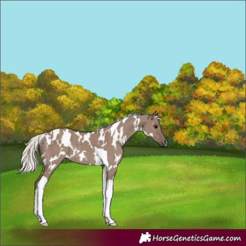 Horse Color:White Spotted Silver Grullo Tobiano Rabicano