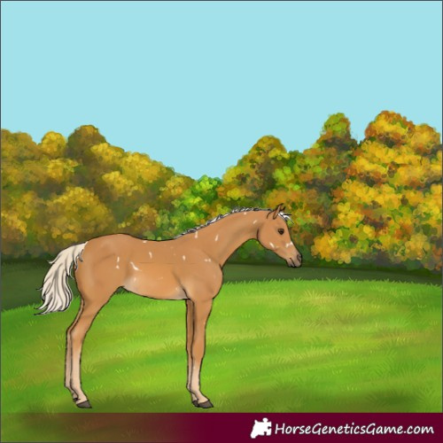Horse Color:White Spotted Palomino 