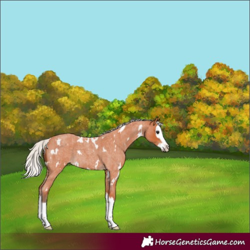 Horse Color:White Spotted Silver Bay Roan Splash 