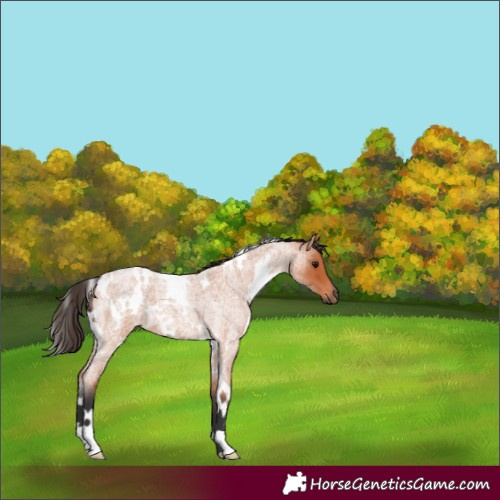 Horse Color:White Spotted Bay Roan