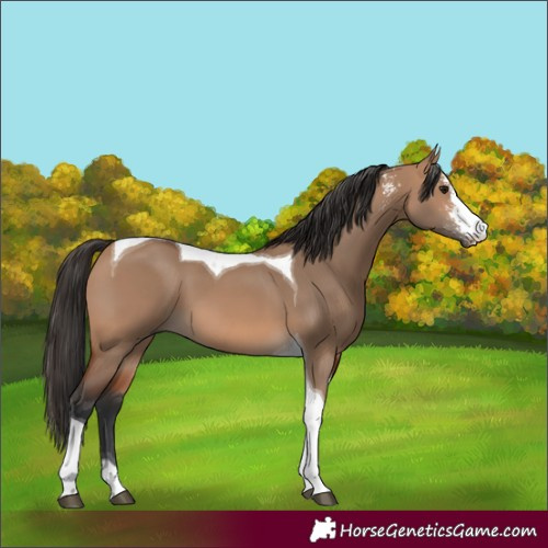 Horse Color:Bay Dun Sabino Tobiano 