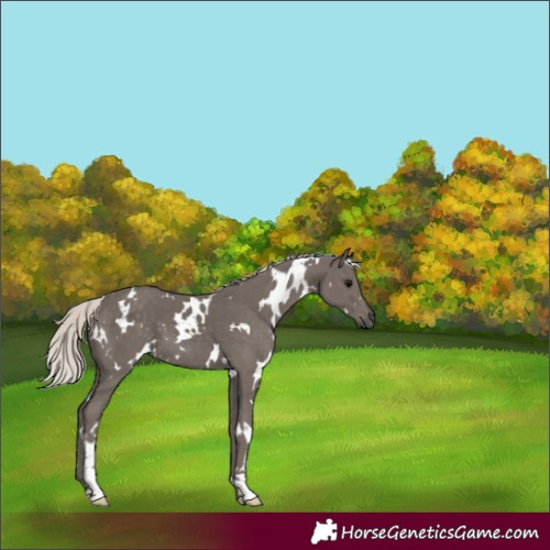 Horse Color:White Spotted Silver Black