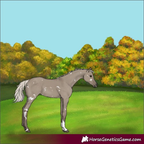 Horse Color:White Spotted Silver Grullo Tobiano Rabicano 