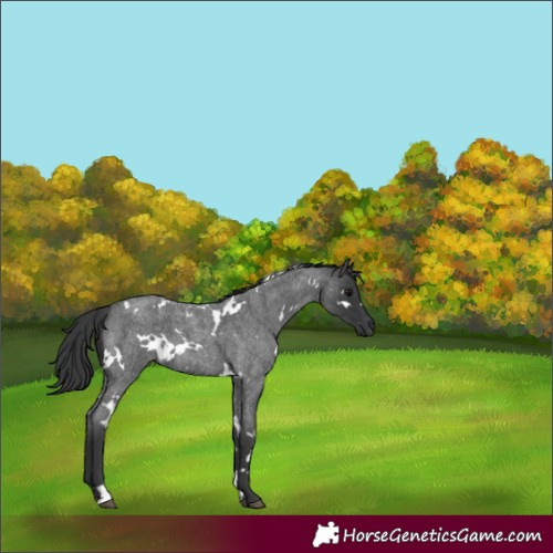Horse Color:White Spotted Blue Roan 