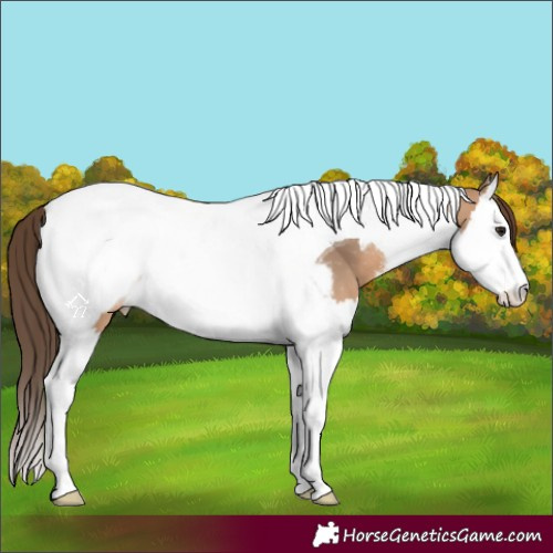 Horse Color:White Spotted Bay Dun Splash Tobiano Near Fewspot