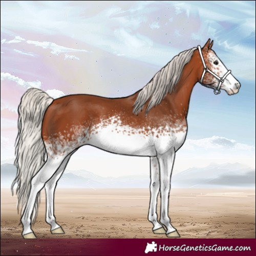 Horse Color:White Spotted Silver Bay