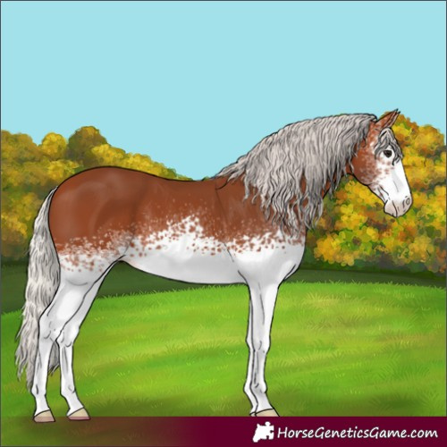Horse Color:White Spotted Silver Bay 