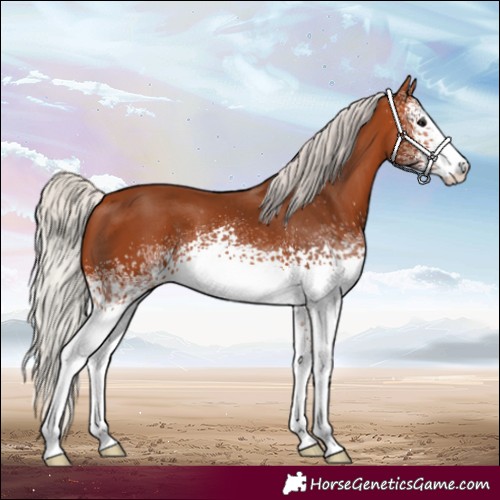 Horse Color:White Spotted Silver Bay
