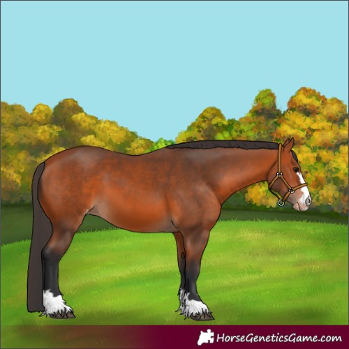Horse Color:Bay Appaloosa 