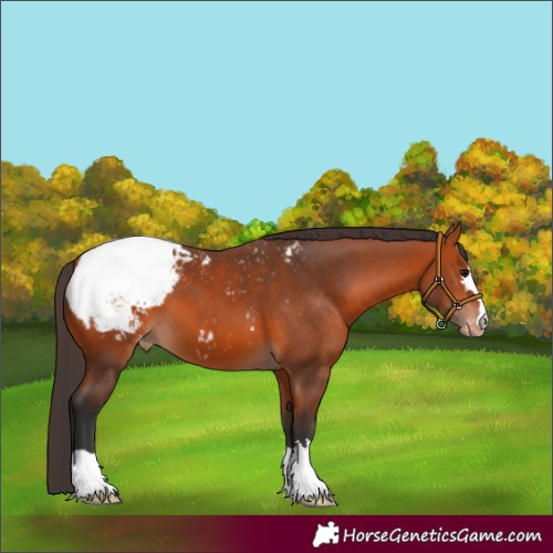 Horse Color:Bay Appaloosa