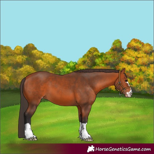 Horse Color:Bay Appaloosa 