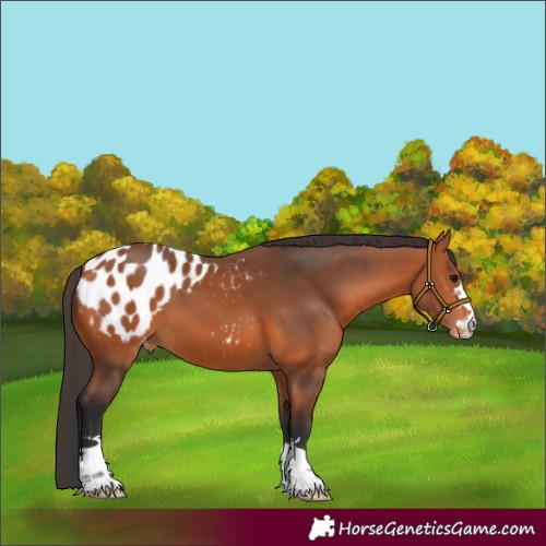 Horse Color:Bay Appaloosa