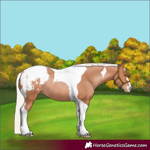Horse Color:Silver Bay Pearl Tobiano Appaloosa Rabicano