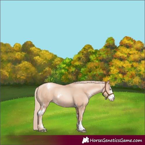 Horse Color:Gold Champagne Pearl Sabino Appaloosa