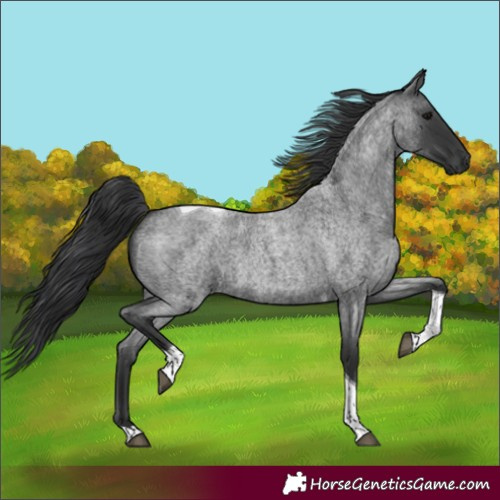 Horse Color:Blue Roan Tobiano 