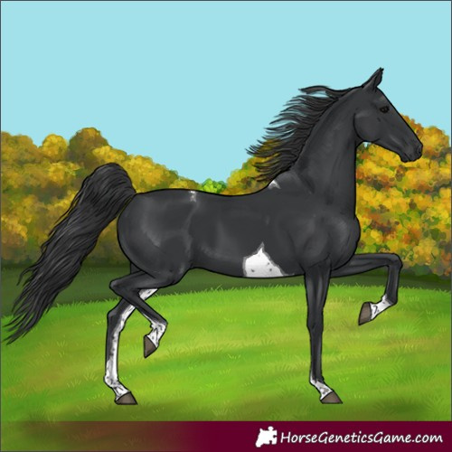 Horse Color:Black Tobiano 