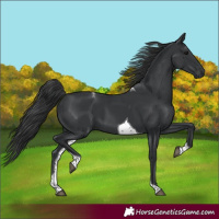 Horse Color:Black Tobiano