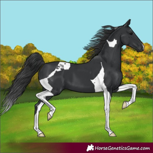 Horse Color:Black Tobiano 