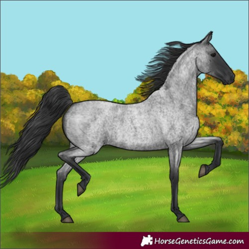 Horse Color:Blue Roan 