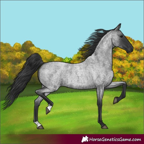 Horse Color:Blue Roan 