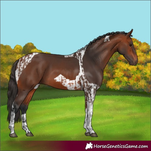 Horse Color:Bay and Bay Tobiano