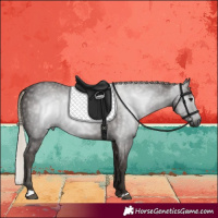 Horse Color:Gray Silver Black 