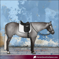 Horse Color:Gray Silver Black