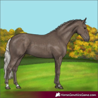 Horse Color:Silver Black