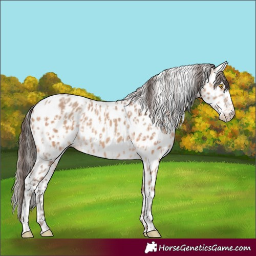 Horse Color:Amber Champagne Appaloosa and Amber Champagne Appaloosa