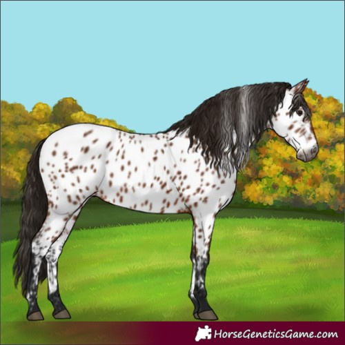 Horse Color:Gray Bay Appaloosa 