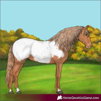 Horse Color:Chestnut Snowcap 