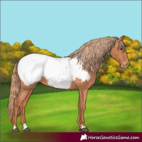 Horse Color:Chestnut Appaloosa