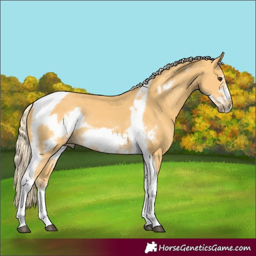 Horse Color:Palomino Tobiano Frame Rabicano