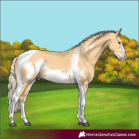 Horse Color:Palomino Tobiano Frame Rabicano