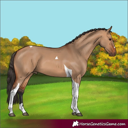 Horse Color:Bay Dun Tobiano