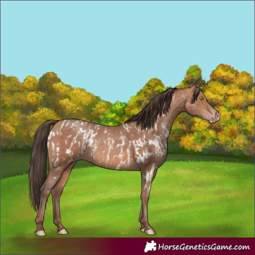 Horse Color:Amber Champagne Appaloosa and Amber Champagne