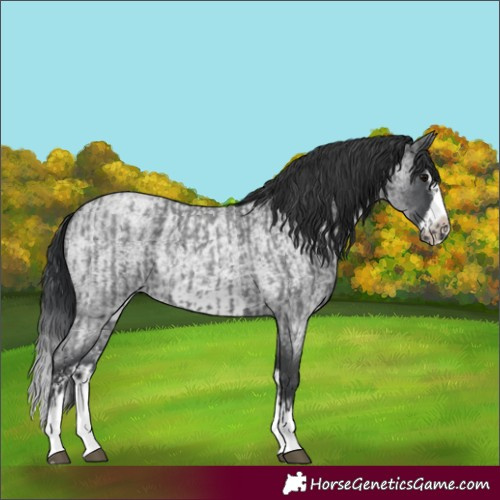 Horse Color:Blue Roan Sabino Splash and Blue Roan Sabino Splash Frame